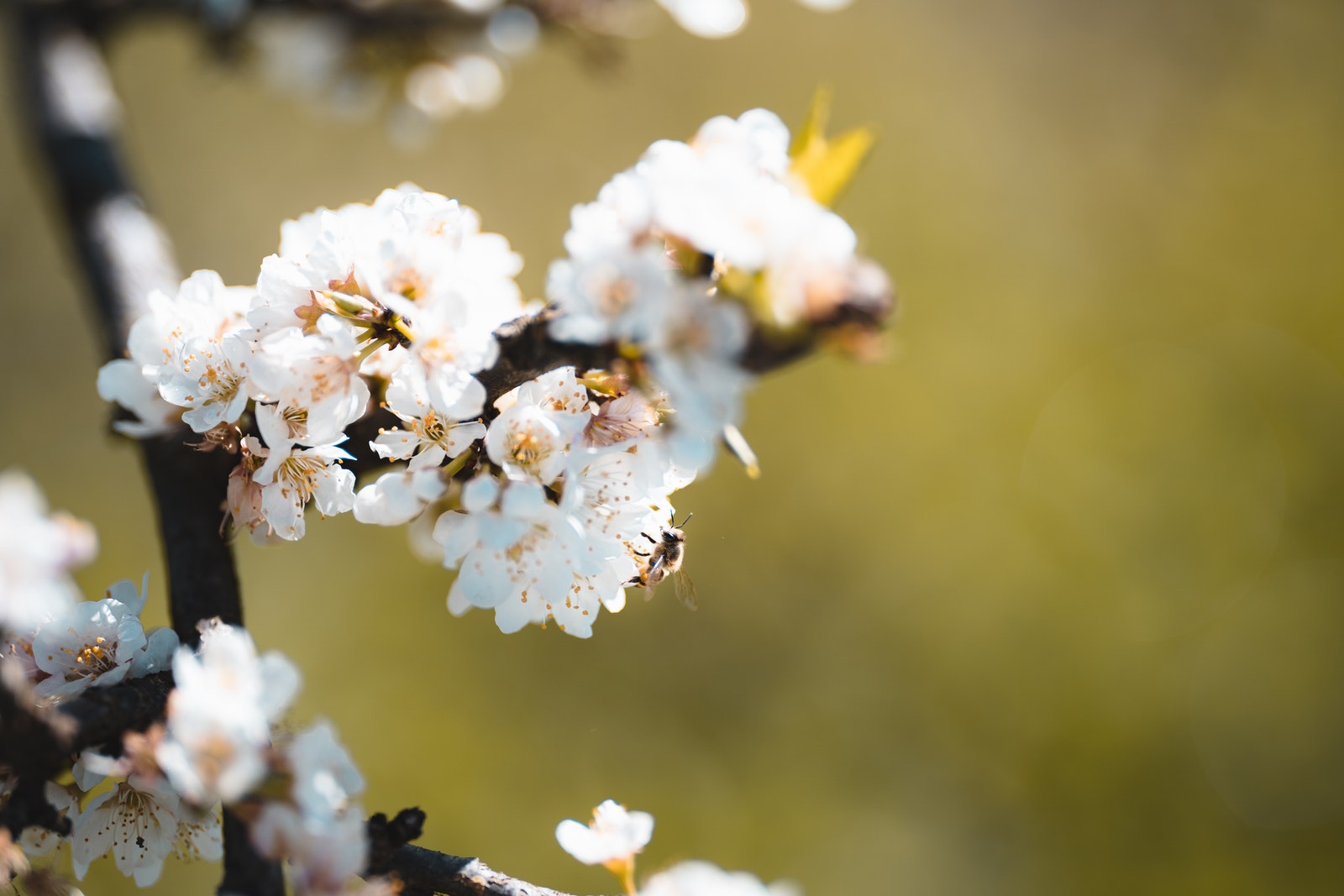 White Cherry Blossom in Close Up Photography
